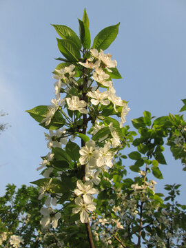 一枝梨花迎阳独俏