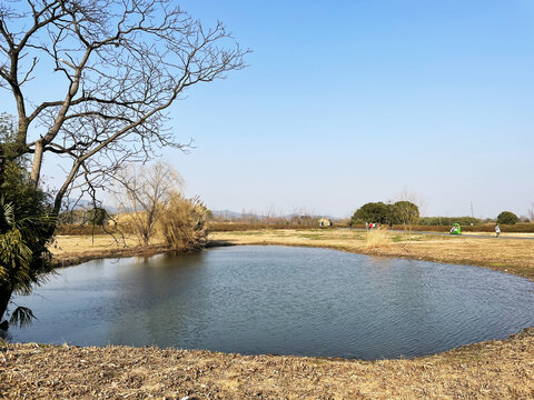 冬日水塘