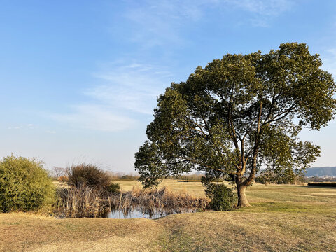 原野大树