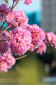 紫花风铃木