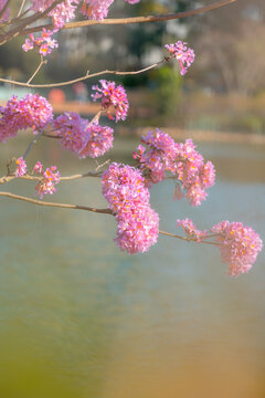 紫花风铃木花