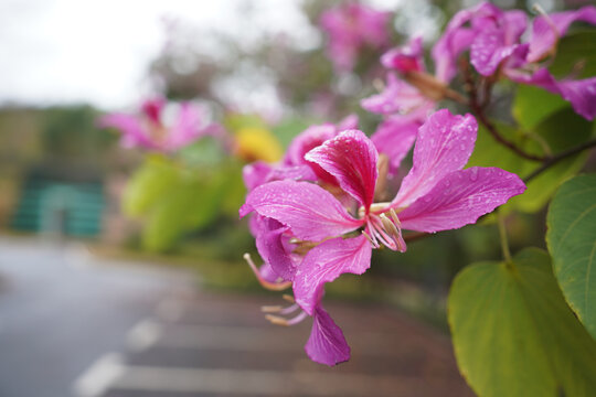 紫荆花