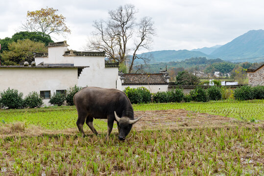 农村