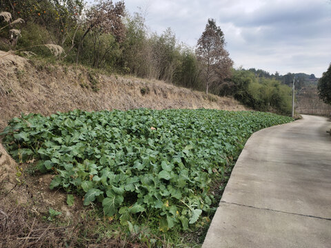 油菜与公路