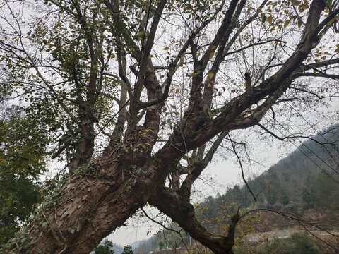 大树枝杆特写