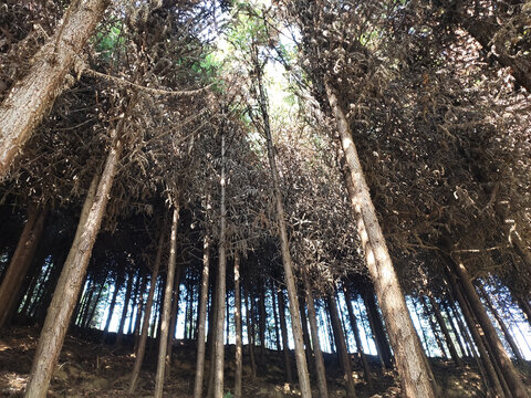 杉树林