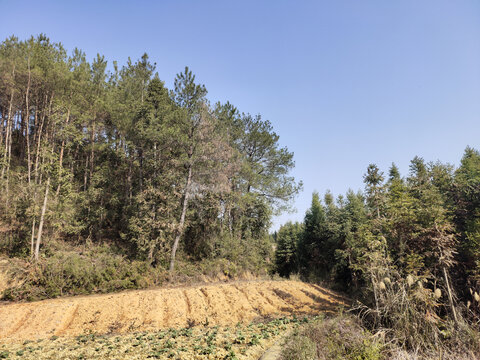 绿植与青山