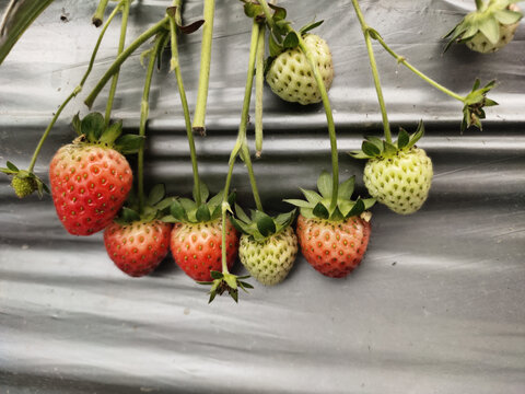 一串草莓果实对比图