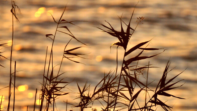 夕阳下的芦苇