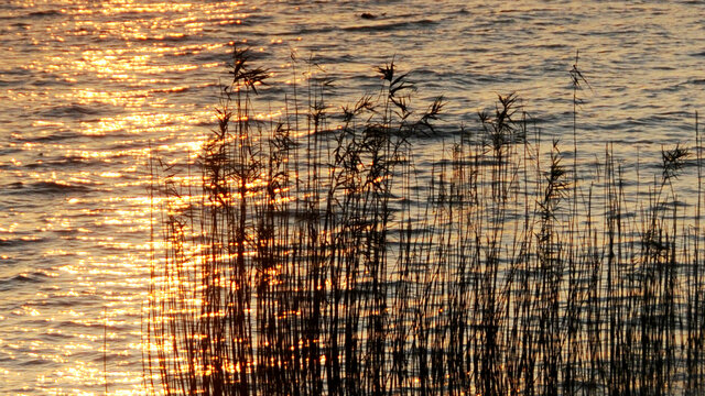 芦苇夕照