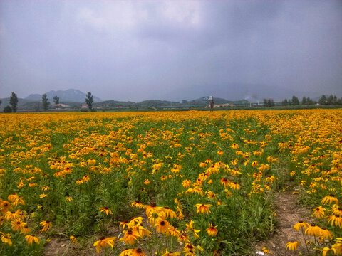 黄花甸