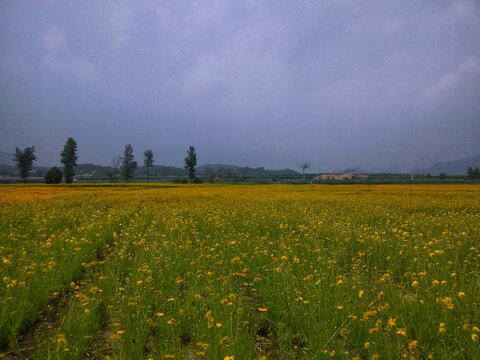 黄花遍地