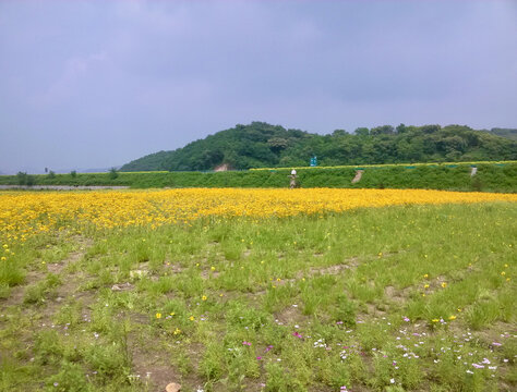 远望黄花带