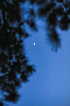 月夜树影