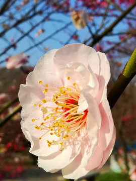 梅花特写