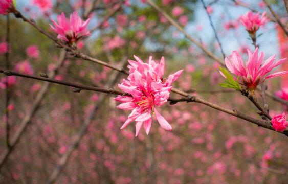 桃花特写