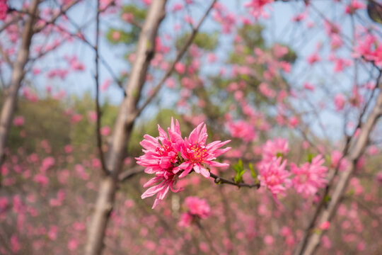 桃花背景