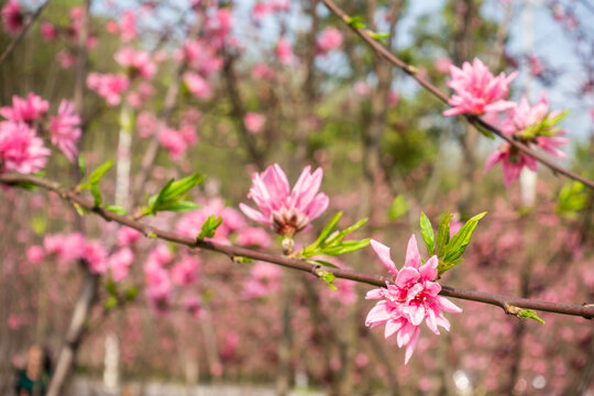 桃花盛开