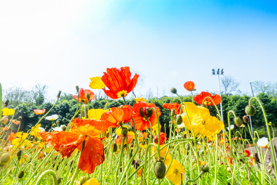 花朵蓝天背景