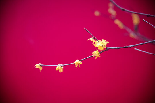 紅墻邊的臘梅花