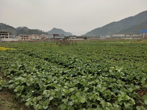 油菜种植