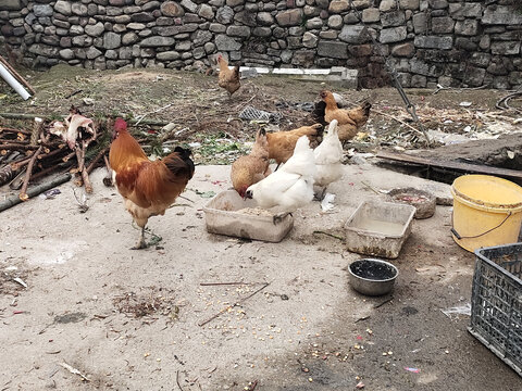 鸡吃食