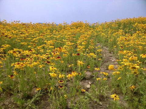 田野上的黄花