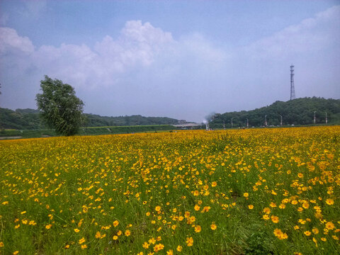 山花烂漫的季节