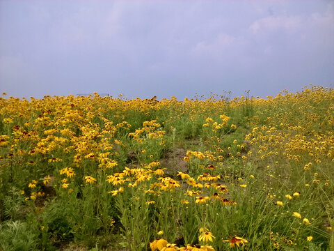 田野上的花海