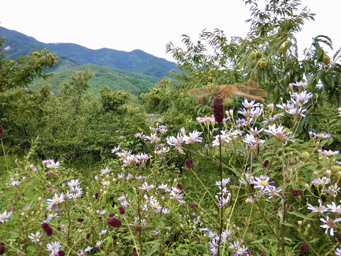 山间野花莫要采