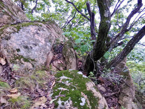 青苔石边上的小树