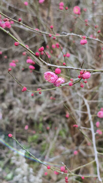 梅花