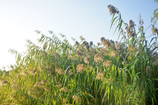 仰拍芦苇丛