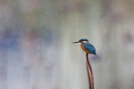 雨中的翠鸟