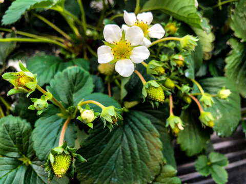 草莓花朵素材