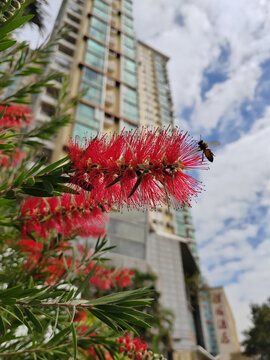 千層紅