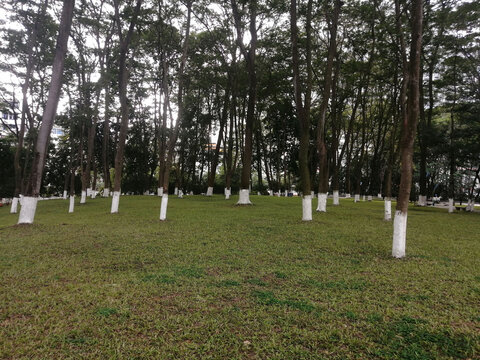 青青草地草地树林小草地