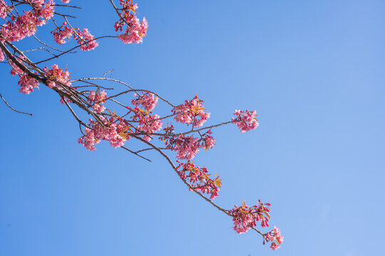 春天蓝天下的冬樱花