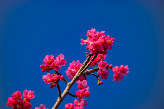 春暖花开