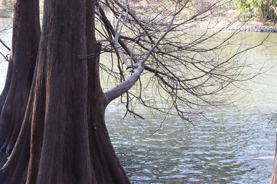 湖边一角的落羽杉