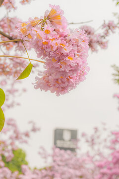 广州寺右万科中心紫风花铃木