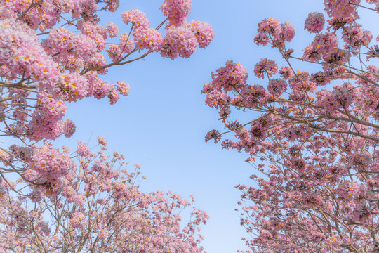 马克村的紫风花铃木