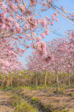 馬克村的紫風花鈴木