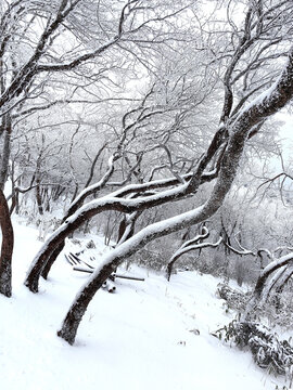 黄山雪松