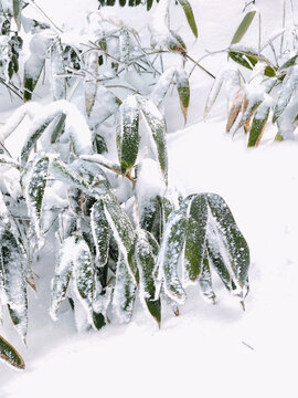 黄山雪松