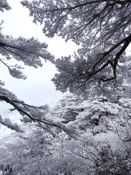 黄山雪景