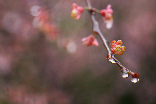 雨中花