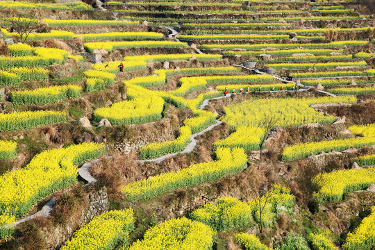 上虞覆卮山梯田油菜花