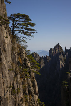 黄山松