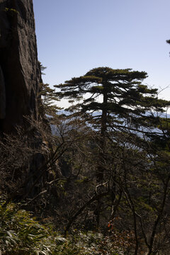 黄山松